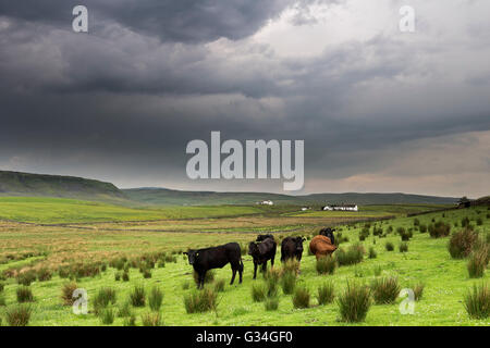 Teesdale, County Durham UK. Dienstag, 7. Juni 2016.  Großbritannien Wetter.  Gewitterwolken über Mähwiesen in den North Pennines.  Diese Stürme brachte sintflutartige Regenfälle und Gewitter auf einige Bereiche von Nordengland heute Nachmittag und Abend. Bildnachweis: David Forster/Alamy Live-Nachrichten Stockfoto