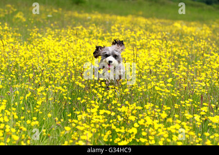 Peterborough, Cambridgeshire, Großbritannien. 7. Juni 2016. Cookie der Cockapoo Hund läuft durch eine Wiese mit einem Pool von golden Butterblumen, an einem warmen Tag in Peterborough, Cambridgeshire.  Bildnachweis: Paul Marriott/Alamy Live-Nachrichten Stockfoto