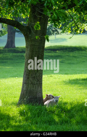 Schafe im Schatten eines Baumes von der Sonne auf dem Chatsworth Anwesen in Derbyshire bergende Stockfoto