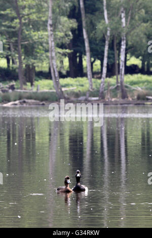 Richmond Park, London, UK. 8. Juni 2016. Enten auf dem ruhigen Wasser der Stift Teiche im Richmond Park, wo es einen warmen und feuchten Morgen war. Bildnachweis: Julia Gavin UK/Alamy Live-Nachrichten Stockfoto