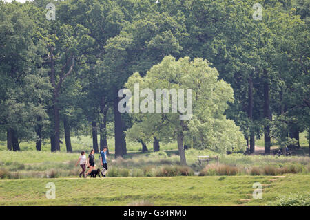 Richmond Park, London, UK. 8. Juni 2016. Eine Familie ihren Hund spazieren im Richmond Park, wo es einen warmen und feuchten Morgen war. Bildnachweis: Julia Gavin UK/Alamy Live-Nachrichten Stockfoto