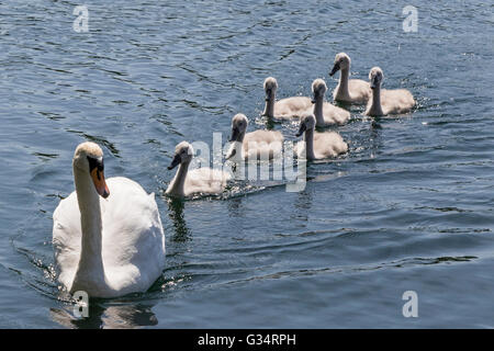 Glasgow, Schottland. 8. Juni 2016. Eine Familie von Schwänen, einschließlich der sieben Cygnets nahm ein abkühlenden Bad im Teich im Roukenglen öffentlichen Park, Glasgow, Schottland. Bildnachweis: Findlay/Alamy Live-Nachrichten Stockfoto