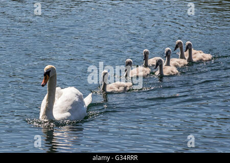 Glasgow, Schottland. 8. Juni 2016. Eine Familie von Schwänen, einschließlich der sieben Cygnets nahm ein abkühlenden Bad im Teich im Roukenglen öffentlichen Park, Glasgow, Schottland. Bildnachweis: Findlay/Alamy Live-Nachrichten Stockfoto