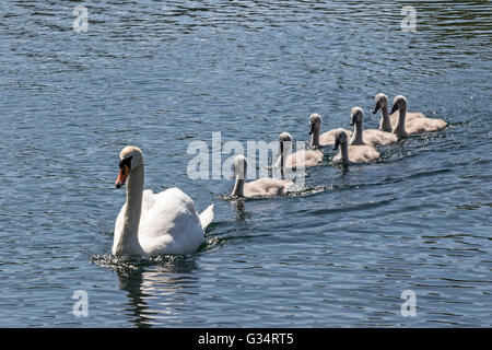 Glasgow, Schottland. 8. Juni 2016. Eine Familie von Schwänen, einschließlich der sieben Cygnets nahm ein abkühlenden Bad im Teich im Roukenglen öffentlichen Park, Glasgow, Schottland. Bildnachweis: Findlay/Alamy Live-Nachrichten Stockfoto