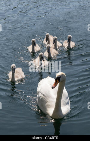 Glasgow, Schottland. 8. Juni 2016. Eine Familie von Schwänen, einschließlich der sieben Cygnets nahm ein abkühlenden Bad im Teich im Roukenglen öffentlichen Park, Glasgow, Schottland. Bildnachweis: Findlay/Alamy Live-Nachrichten Stockfoto