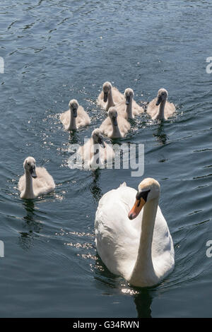 Glasgow, Schottland. 8. Juni 2016. Eine Familie von Schwänen, einschließlich der sieben Cygnets nahm ein abkühlenden Bad im Teich im Roukenglen öffentlichen Park, Glasgow, Schottland. Bildnachweis: Findlay/Alamy Live-Nachrichten Stockfoto