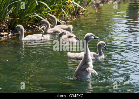 Glasgow, Schottland. 8. Juni 2016. Eine Familie von Schwänen, einschließlich der sieben Cygnets nahm ein abkühlenden Bad im Teich im Roukenglen öffentlichen Park, Glasgow, Schottland. Bildnachweis: Findlay/Alamy Live-Nachrichten Stockfoto