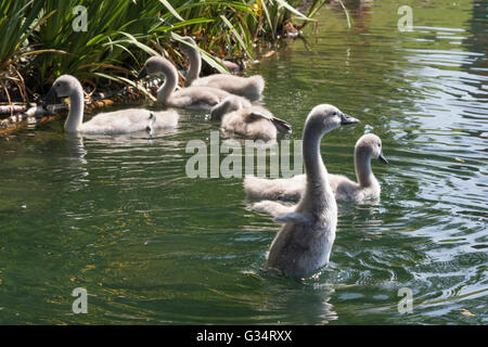 Glasgow, Schottland. 8. Juni 2016. Eine Familie von Schwänen, einschließlich der sieben Cygnets nahm ein abkühlenden Bad im Teich im Roukenglen öffentlichen Park, Glasgow, Schottland. Bildnachweis: Findlay/Alamy Live-Nachrichten Stockfoto