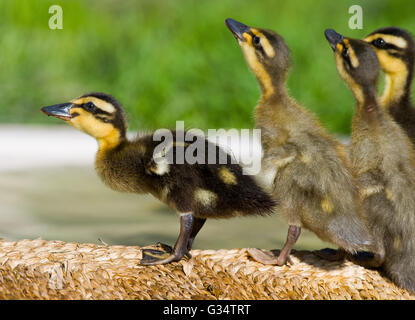 Sieversdorf, Deutschland. 29. Mai 2016. Indische Läufer Entenküken trinken Wasser in einem Garten in Sieversdorf, Deutschland, 29. Mai 2016. Foto: PATRICK PLEUL/Dpa/Alamy Live News Stockfoto