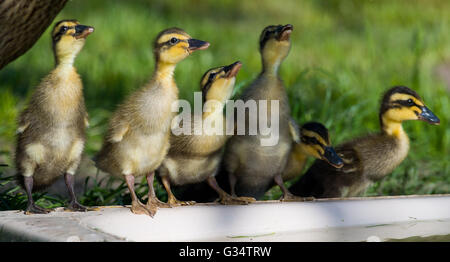 Sieversdorf, Deutschland. 29. Mai 2016. Indische Läufer Entenküken trinken Wasser in einem Garten in Sieversdorf, Deutschland, 29. Mai 2016. Foto: PATRICK PLEUL/Dpa/Alamy Live News Stockfoto