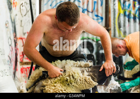 Durrus, Irland. 8. Juni 2016. Schaf Schermaschine Jason Griffin aus Durrus schert ein Schaf, während Knecht Stuart Adams, auch von Durrus, schneidet ein anderes Schaf Hufe auf der Schäferei zu Francis Humphrys, CEO von West Cork Music gehören. Bildnachweis: Andy Gibson/Alamy Live-Nachrichten Stockfoto