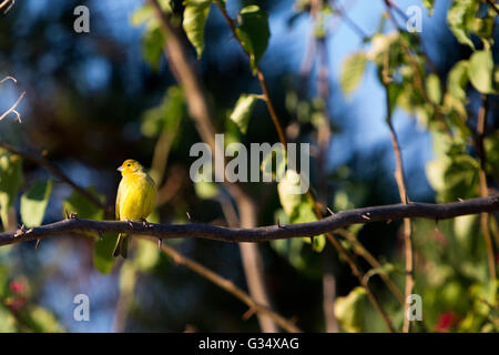 Asuncion, Paraguay. 8.. Juni 2016. Ein männlicher Saffronfink (Sicalis flaveola)-Vogel, der beim Sonnenbaden auf einer lilafarbenen Bougainvillea oder einem Zierrebenzweig „Santa Rita“ sitzt, ist an sonnigen Tagen in Asuncion, Paraguay, zu sehen. Kredit: Andre M. Chang/Alamy Live News Stockfoto