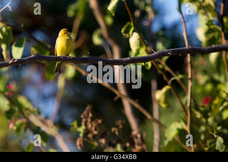 Asuncion, Paraguay. 8.. Juni 2016. Ein männlicher Saffronfink (Sicalis flaveola)-Vogel, der beim Sonnenbaden auf einer lilafarbenen Bougainvillea oder einem Zierrebenzweig „Santa Rita“ sitzt, ist an sonnigen Tagen in Asuncion, Paraguay, zu sehen. Kredit: Andre M. Chang/Alamy Live News Stockfoto