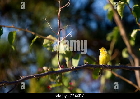 Asuncion, Paraguay. 8.. Juni 2016. Ein männlicher Saffronfink (Sicalis flaveola)-Vogel, der beim Sonnenbaden auf einer lilafarbenen Bougainvillea oder einem Zierrebenzweig „Santa Rita“ sitzt, ist an sonnigen Tagen in Asuncion, Paraguay, zu sehen. Kredit: Andre M. Chang/Alamy Live News Stockfoto