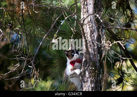 Asuncion, Paraguay. 8.. Juni 2016. Blaue Augen Hauskatze mit roter Fliege, klettert auf eine Kiefer an sonnigen Tagen in Asuncion, Paraguay. Kredit: Andre M. Chang/Alamy Live News Stockfoto