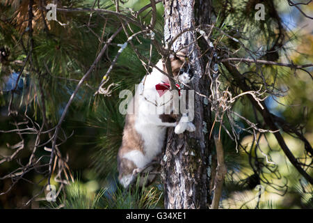 Asuncion, Paraguay. 8.. Juni 2016. Blaue Augen Hauskatze mit roter Fliege hält den Ast mit den Füßen, während sie auf eine Kiefer klettert, ist an sonnigen Tagen in Asuncion, Paraguay zu sehen. Kredit: Andre M. Chang/Alamy Live News Stockfoto