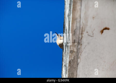 Asuncion, Paraguay. Juni 2016. Der Vogel Furnarius rufus steht auf dem Dach unter blauem Himmel und wird an sonnigen Tagen in Asuncion, Paraguay, gesehen. Anm.: Andre M. Chang/Alamy Live News Stockfoto
