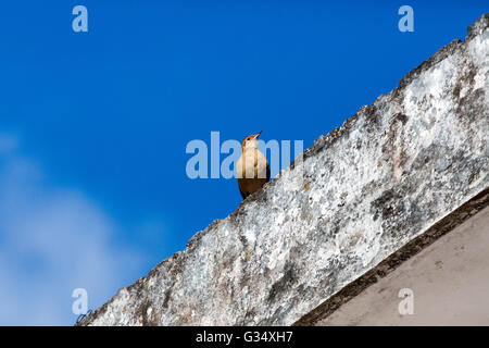 Asuncion, Paraguay. Juni 2016. Der Vogel Furnarius rufus steht auf dem Dach unter blauem Himmel und wird an sonnigen Tagen in Asuncion, Paraguay, gesehen. Anm.: Andre M. Chang/Alamy Live News Stockfoto