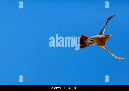 Asuncion, Paraguay. Juni 2016. Der Vogel Furnarius rufus mit ausgebreiteten Flügeln unter blauem Himmel ist an sonnigen Tagen in Asuncion, Paraguay, zu sehen. Anm.: Andre M. Chang/Alamy Live News Stockfoto