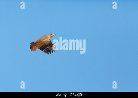 Asuncion, Paraguay. Juni 2016. Der Vogel Furnarius rufus fliegt unter blauem Himmel, wird an sonnigen Tagen in Asuncion, Paraguay, beobachtet. Anm.: Andre M. Chang/Alamy Live News Stockfoto