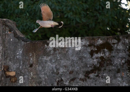 Asuncion, Paraguay. Juni 2016. Die Weißtaube (Leptotila verreauxi) mit ihren Flügeln während des Fluges ist während des sonnigen Tages in Asuncion, Paraguay, zu sehen. Anm.: Andre M. Chang/Alamy Live News Stockfoto