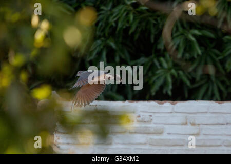 Asuncion, Paraguay. Juni 2016. Die Weißtaube (Leptotila verreauxi) mit ihren Flügeln während des Fluges ist während des sonnigen Tages in Asuncion, Paraguay, zu sehen. Anm.: Andre M. Chang/Alamy Live News Stockfoto