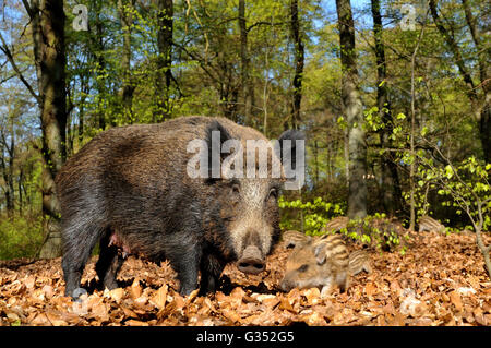 Wildschwein (Sus Scrofa), säen mit jungen Wildschweine im Frühlingswald, Gefangenschaft, North Rhine-Westphalia, Germany Stockfoto