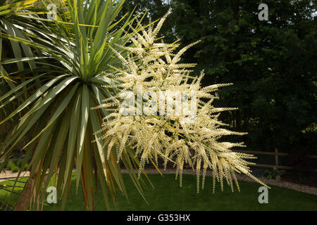 Cordyline Australis Blumen, allgemein bekannt als der Kohl Baum, Kohl-Palme oder Tī Kōuka, ist ein weit verzweigtes Monocot Baum Stockfoto