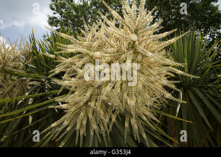 Cordyline Australis Blumen, allgemein bekannt als der Kohl Baum, Kohl-Palme oder Tī Kōuka, ist ein weit verzweigtes Monocot Baum Stockfoto