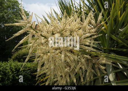 Cordyline Australis Blumen, allgemein bekannt als der Kohl Baum, Kohl-Palme oder Tī Kōuka, ist ein weit verzweigtes Monocot Baum Stockfoto