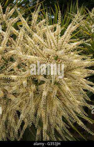 Cordyline Australis Blumen, allgemein bekannt als der Kohl Baum, Kohl-Palme oder Tī Kōuka, ist ein weit verzweigtes Monocot Baum Stockfoto