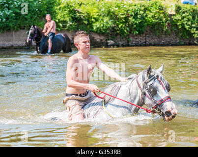 Reisende, die waschen, Reiten ihre Pferde in den Fluss Eden bei Appleby Horse Fair, Cumbria, UK. 2016 Stockfoto