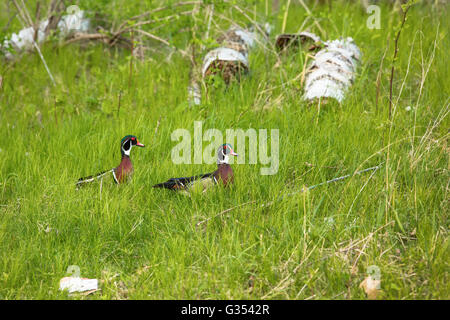 Drake Brautente Stockfoto