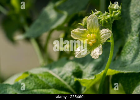 Rote Zaunrübe / weiße Zaunrübe / englische Alraune (Bryonia Dioica) in Blüte Stockfoto