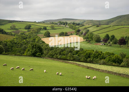 Schafe grasen auf saftigen grünen Wiesen in der englischen Landschaft. Ein Sommertag übernommen in der Nähe von Glossop in Derbyshire. Stockfoto