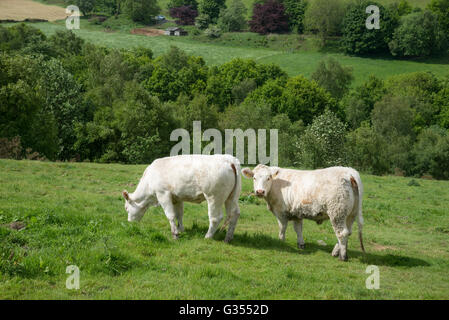 Charolais-Kühe in einem Feld in Nordengland an einem sonnigen Sommertag. Stockfoto