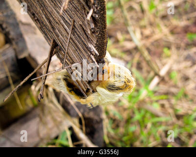Motte. Südlichen Flanell Motte, Megalopyge Opercularis. Matses reservieren. Amazonas Peru Stockfoto