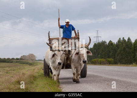 Bauer mit Wagen, gezogen von zwei Ochsen in Kuba Stockfoto