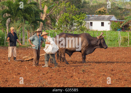 Kubanische Bauern bei der Arbeit Stockfoto