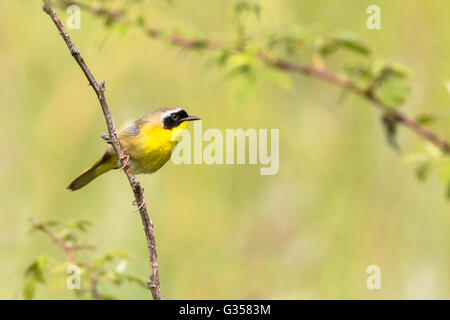 Gemeinsame Yellowthroat - männlich Stockfoto