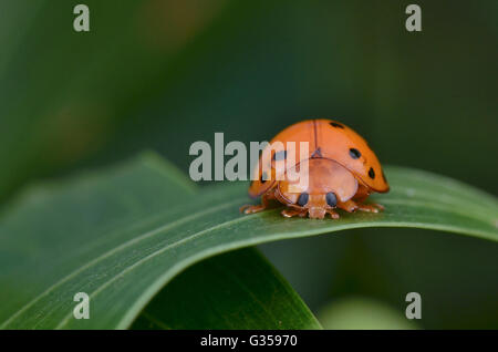 Makro Bild von einem Marienkäfer/Marienkäfer auf grünem Blatt Stockfoto