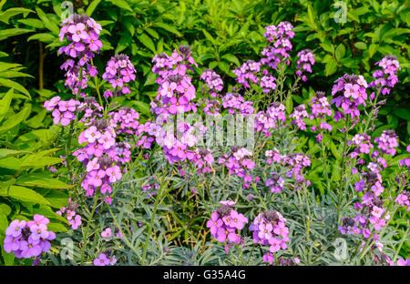 Erysimum Bowles Mauve ewige Mauerblümchen (Erysimum linifolium Glaucum) wächst im Frühsommer in West Sussex, England, UK. Stockfoto