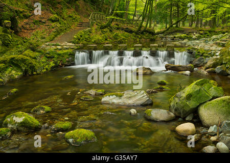 Trittsteine über den Shimna-Fluss in Tollymore Forest Park in Nordirland. Stockfoto