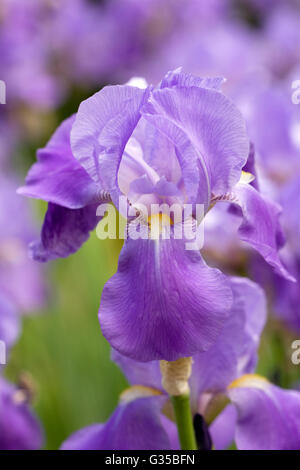 Violett blau Bartiris. Stockfoto