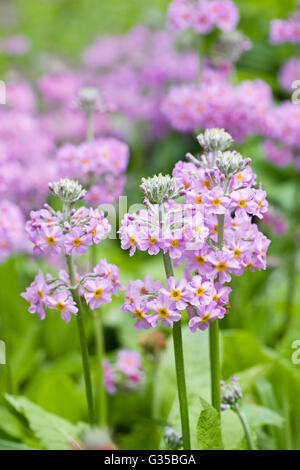 Primula Kandelaber wächst in einer feuchten Umgebung. Stockfoto