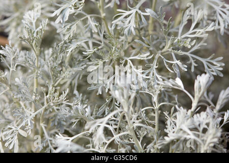 Wermut, Artemisia "Parfum d' Äthiopien" verlässt Hintergrund Stockfoto