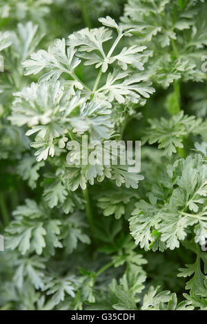 Wermutpflanze verlässt, Artemisia Absinthium, natürliche Farbe Stockfoto