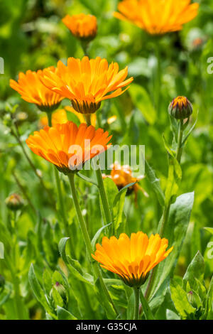 Ringelblume / ruddles / gemeinsame Ringelblume-Garten-Ringelblume (Calendula Officinalis) in Blüte Stockfoto