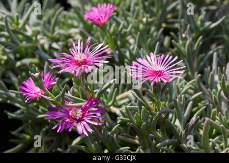 Delosperma Cooperi, nachgestellte Iceplant rosa Blüten und Blätter Stockfoto