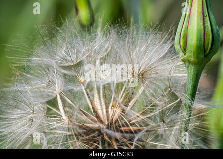 Jack-Go-to-bed-at-Noon / Wiese Schwarzwurzel / Wiese Goat's-beard (Tragopogon Pratensis) mit gefiederten Borsten von der Pappus Stockfoto